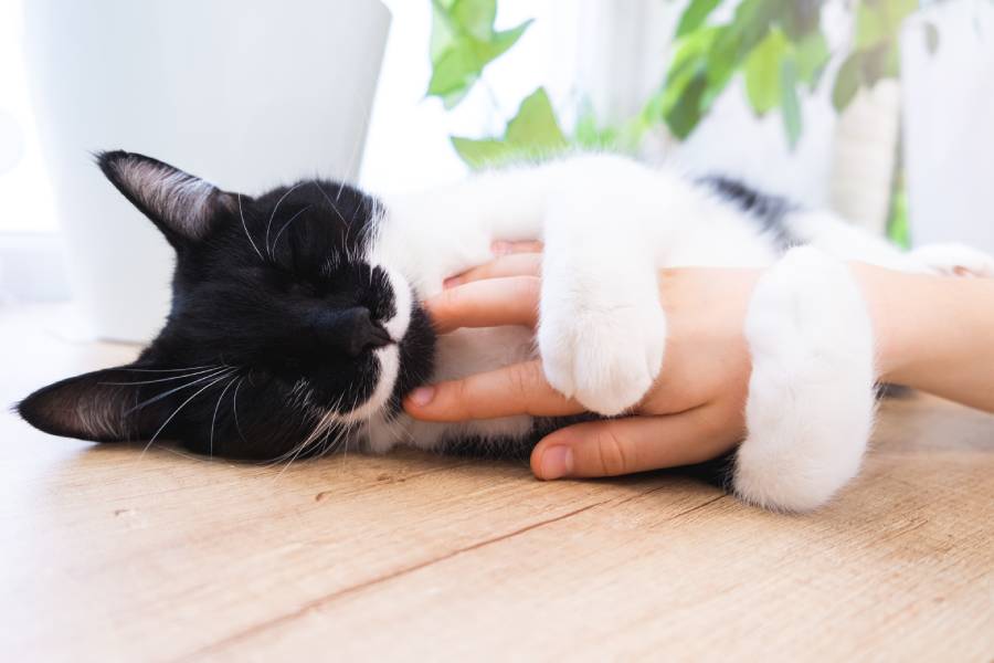 black cat with white mustache hugging childs hand