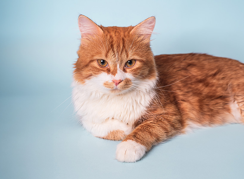 Attentive cat lying on the floor